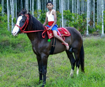 Horses Riding