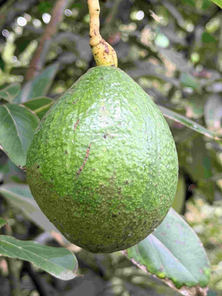 Fresh, green avocados growing on an avocado tree at the farm.