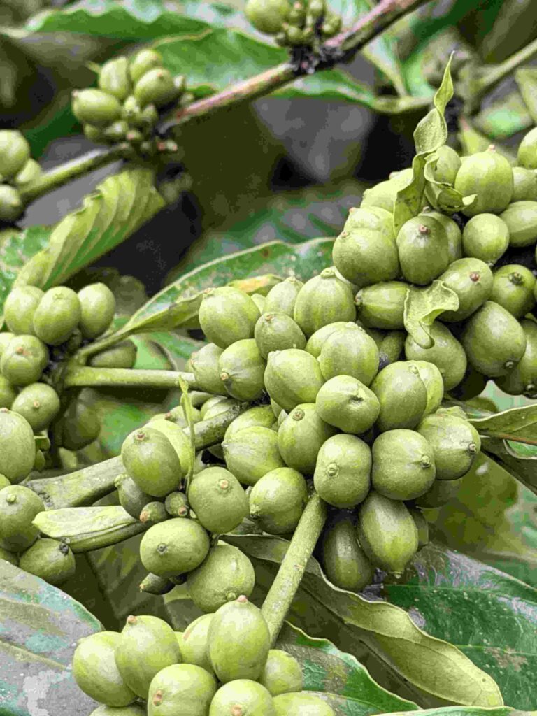 Organic coffee beans ripening on a coffee plant at Kalaripayattu Farm, Wayanad.