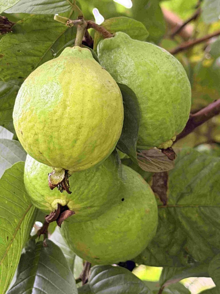 Fresh, ripe guava fruit hanging from a green tree at Kalaripayattu Farm.